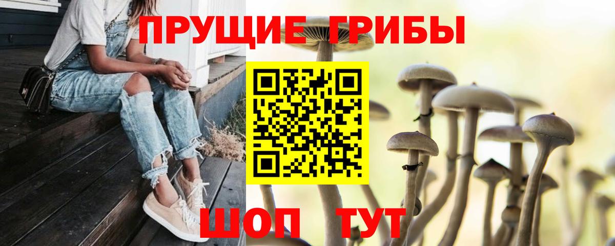 Галлюциногенные грибы Psilocybe Протвино